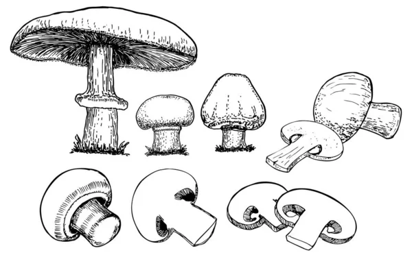 Conjunto Cogumelos Champignon Simplesmente Ilustração Vetorial —  Vetores de Stock