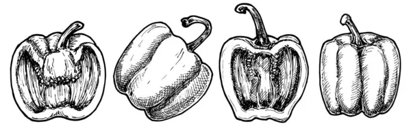 Paprika Set Einfach Vektorillustration — Stockvektor