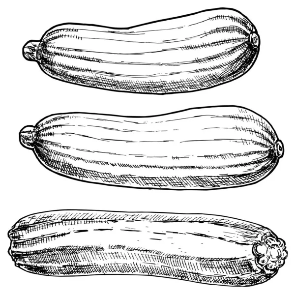 Courges Sur Fond Blanc Illustration Vectorielle Simple — Image vectorielle