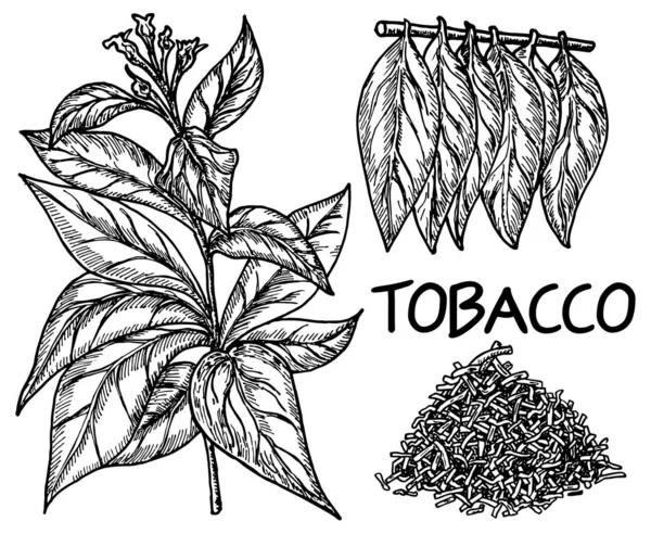 Банер Тютюну Просто Векторна Ілюстрація — стоковий вектор