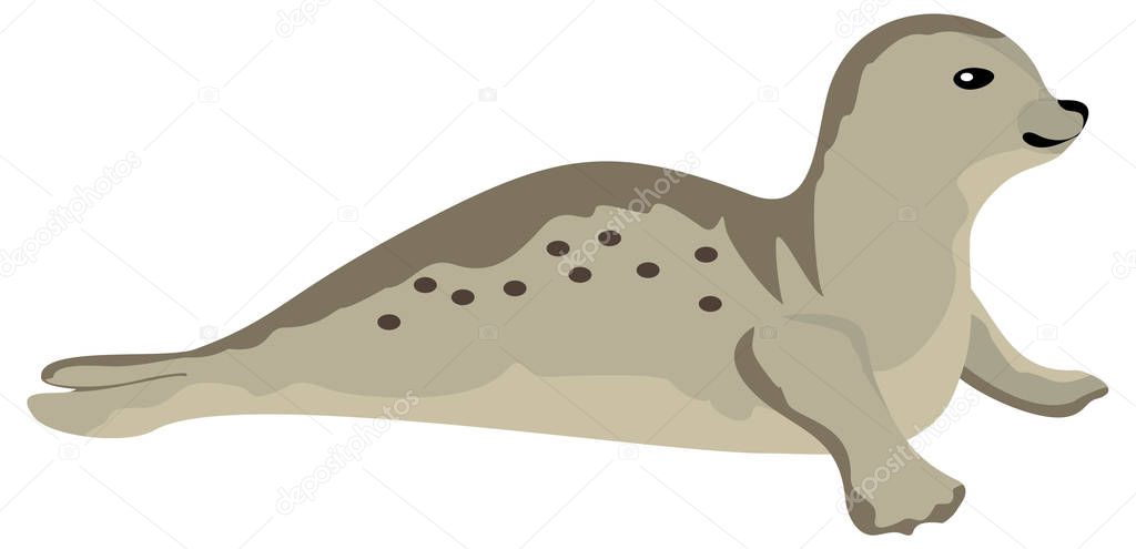 fur seal, simply vector illustration 