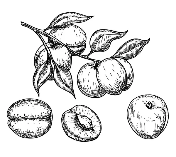 Ensemble de croquis vectoriels abricot. Fruits dessinés à la main et morceaux tranchés — Image vectorielle