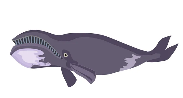 Baleine boréale isolée sur fond blanc vecteur . — Image vectorielle