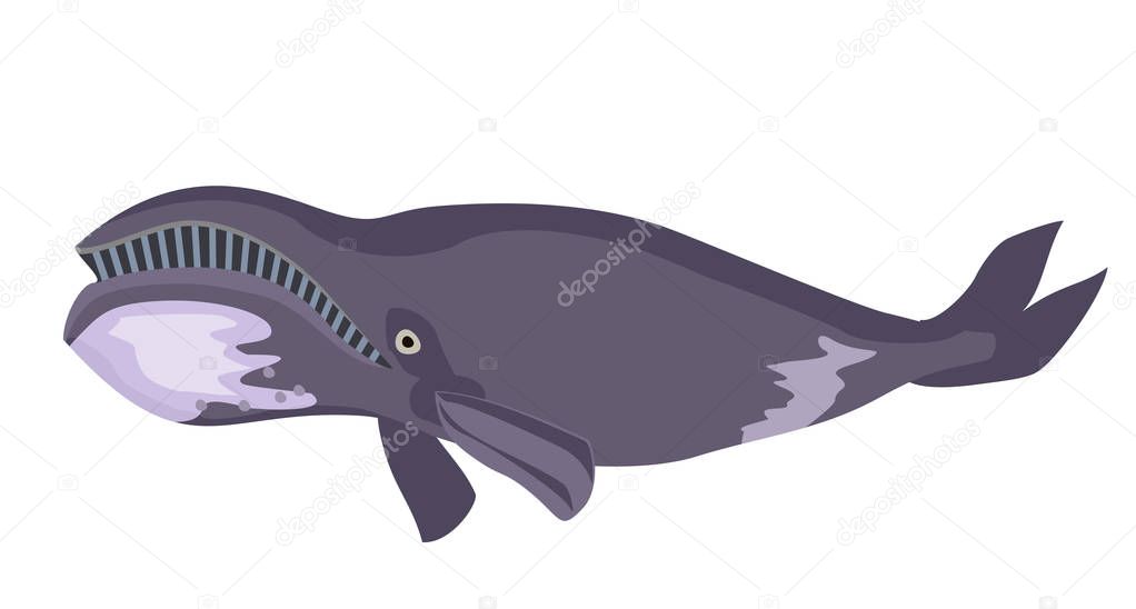 Bowhead whale isolated on white background vector.