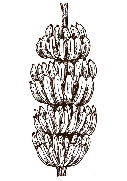 Boceto rama de plátano. Árbol de plátanos y vector de frutas tropicales — Vector de stock
