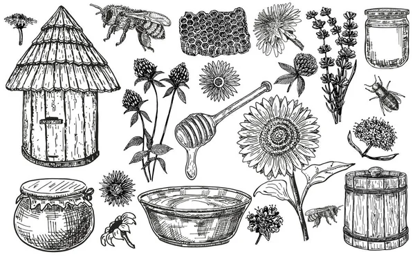 Honig mit Pflanzen und Blumen. Sammlung handgezeichneter Skizzenillustrationen — Stockvektor