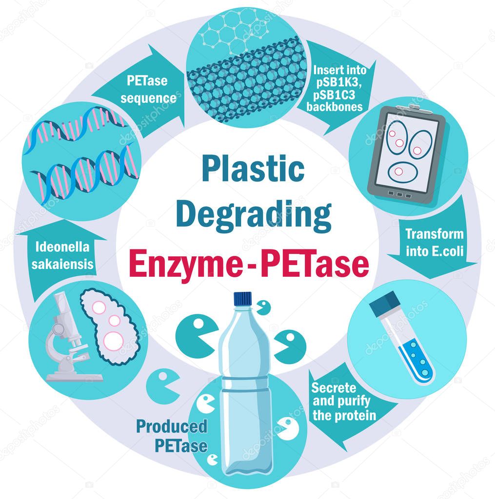 Plastic Degrading Enzyme - PETase. Infographic. Plastic pullution concept. Ideonella sakaiensis