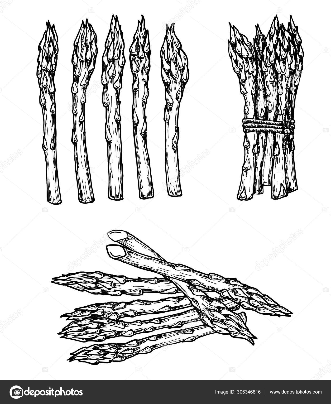 Dibujo dibujado a mano estilo conjunto de espárragos. Estilo vegetal  aislado grabado objetivo c Vector de stock #306346816 de ©luisvv, image size:1393x1700
