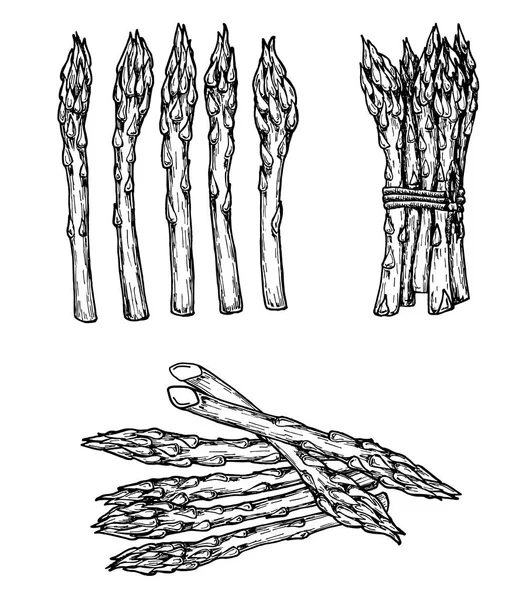 アスパラガスの手描きスケッチスタイルセット。孤立した野菜彫刻スタイルオブジェック — ストックベクタ