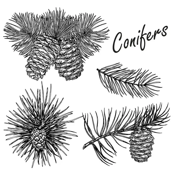 Vektorsammlung von handgezeichneten Nadelbäumen Illustration — Stockvektor