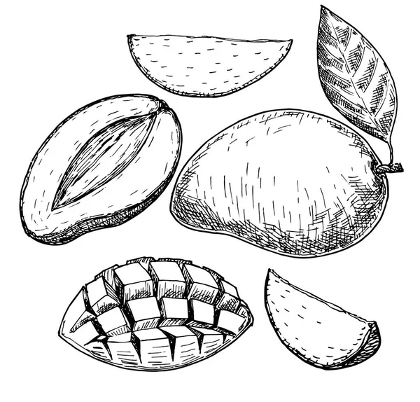 Schizzo disegnato a mano del mango vettoriale. Illustrazione del cibo schizzo — Vettoriale Stock