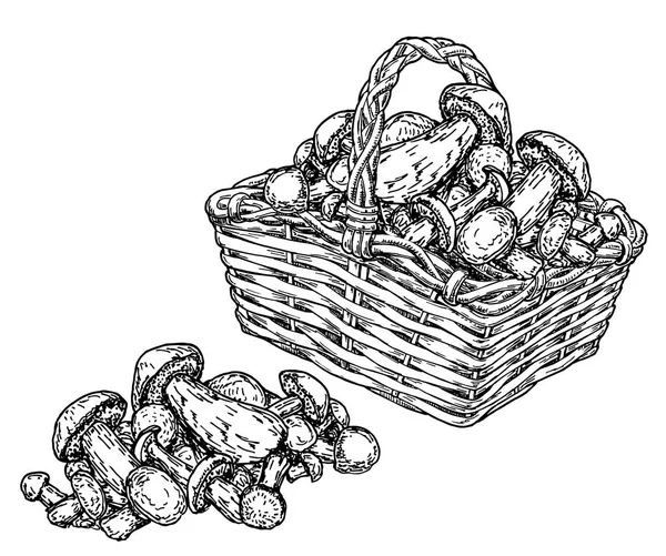 Cesta com cogumelos. Desenho de fundo vintage. Desenhado à mão —  Vetores de Stock