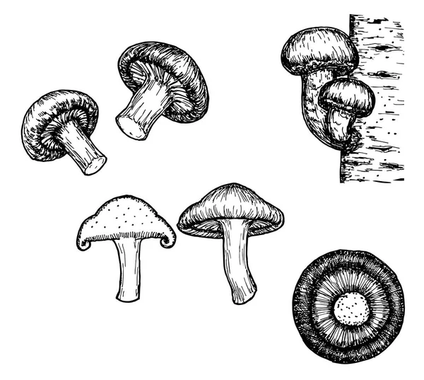 香菇和一点香菇。蘑菇。手绘草图插图. — 图库矢量图片
