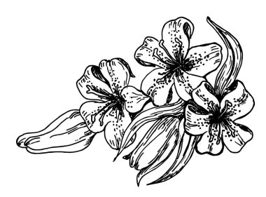 Çiçek açan zambaklar. Vintage tarzı Çiçek Lily kalem kroki.