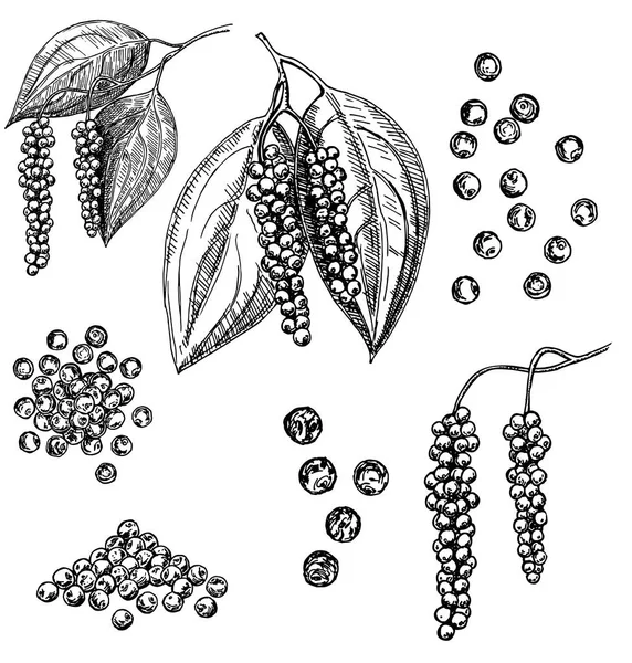 Zwarte peper vector set. Peppercorn heap, gedroogde zaad, plantaardige poeder — Stockvector