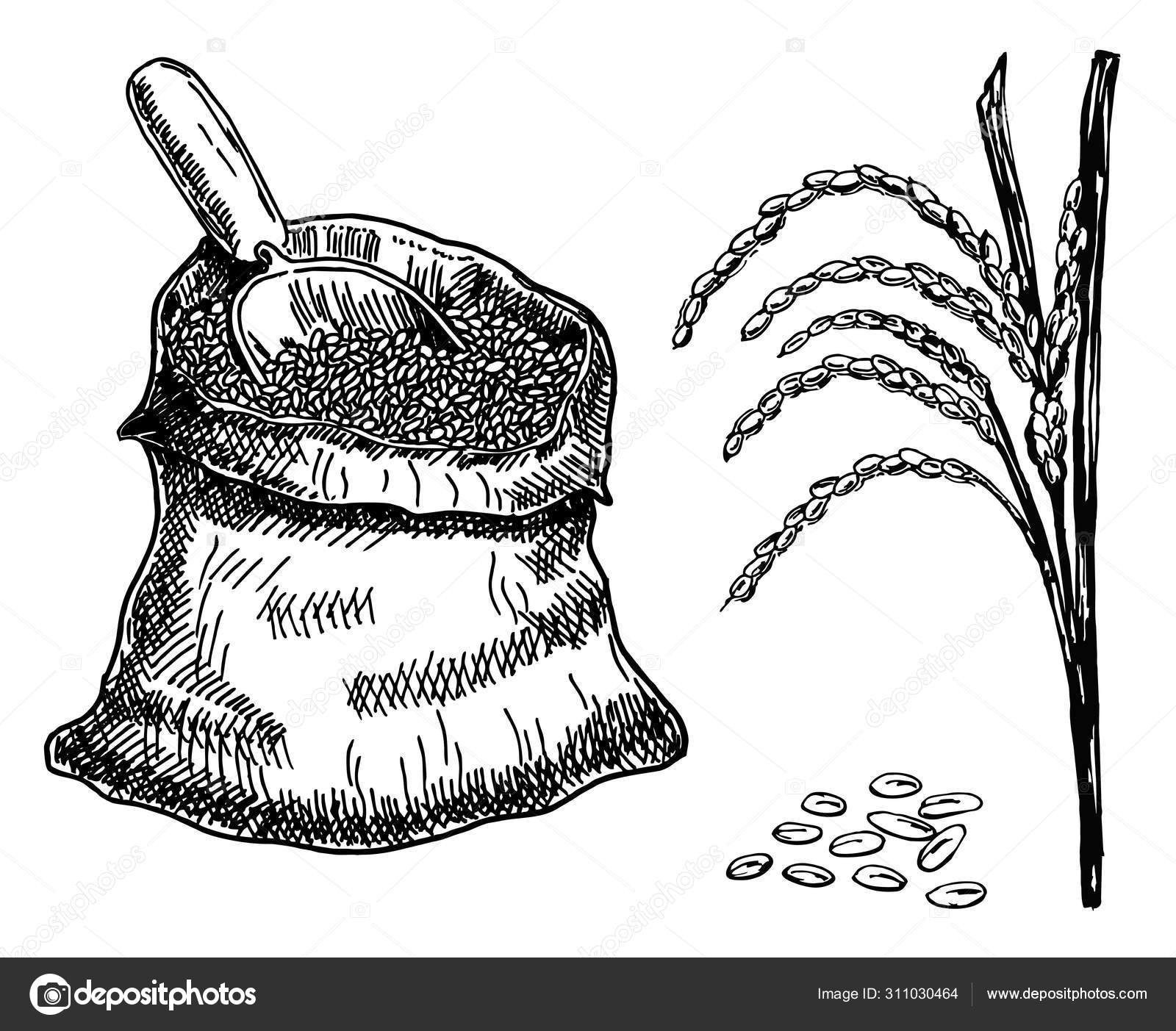 Vector rice hand drawn sketch . Rice plant hand drawn. Sketch vector ...