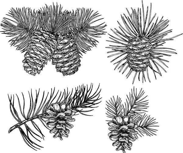 Kozalaklı ağaç dalları ve kozalaklı çam kozalakları. Firavun konisi çizimi.
