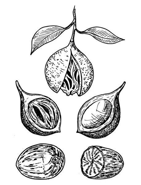 Schizzo vettoriale delle spezie alla noce moscata. Frutta secca stagionata. Semi e frutti freschi di macis secchi — Vettoriale Stock