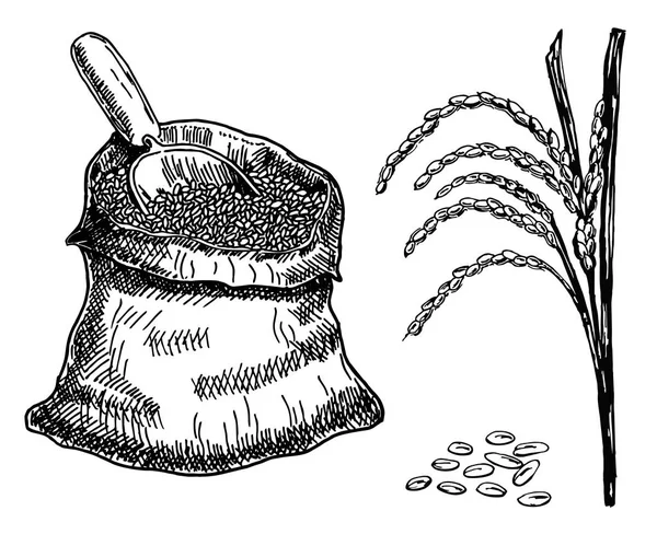 Векторный рисовый эскиз. Рисовое растение нарисовано вручную. Векторная иллюстрация . — стоковый вектор