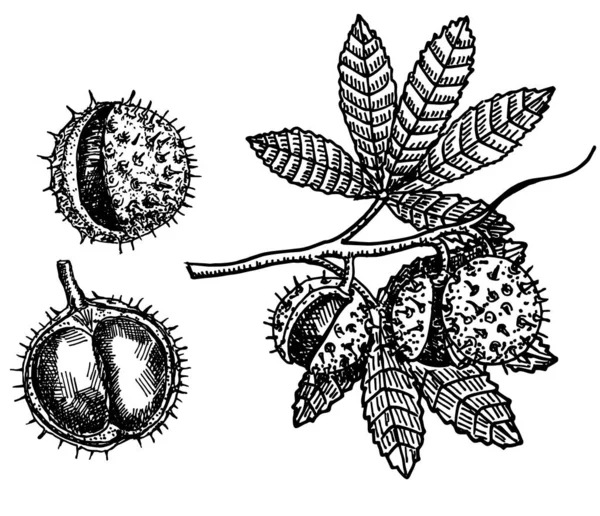 栗の木の枝スケッチ。栗の黒と白の果実と葉 — ストックベクタ