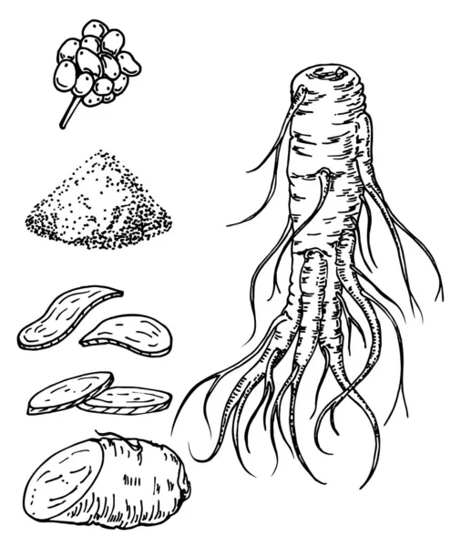 Rysunek wektora żeń-szenia. Szkic rośliny leczniczej. Grawerowany obiekt botaniczny — Wektor stockowy