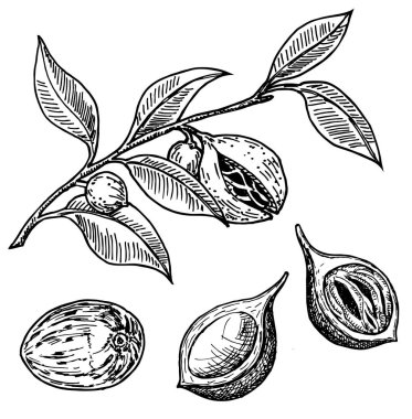 Nutmeg Spice vektör çizimi. Yer fıstığı. Kurutulmuş tohumlar, taze topuz meyveleri, hindistan cevizi dalı.