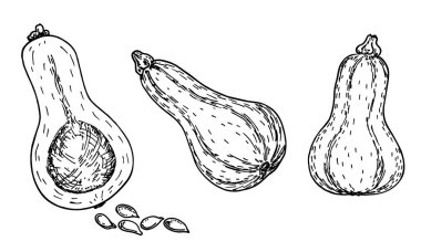 Butternut Squash skeç seti. İzole edilmiş el yapımı nesne. Şişe şeklinde tereyağlı balkabağı ve beyaz arka plan sebze resimli kesilmiş bir balkabağı. Ayrıntılı vejetaryen yemeği. Çiftlik pazarı ürünü. Ayarla.