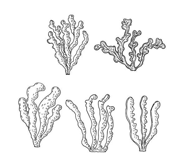 Kelp, Brown algae vektor ilustrasi. Gambar terisolasi di latar belakang putih. Benda makanan super. Sketsa makanan sehat organik. - Stok Vektor