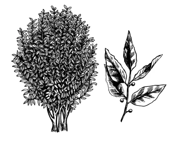 Árbol de laurel, rama y hojas. Esbozo de tinta aislado sobre fondo blanco. Ilustración vectorial dibujada a mano. Estilo retro . — Vector de stock