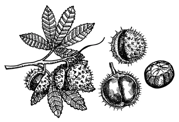 Kastaniensatz von Vektorskizzen auf weißem Hintergrund. Kastanienzweig mit Früchten. Botanische Zeichnung. Vektorskizze als Illustration. — Stockvektor