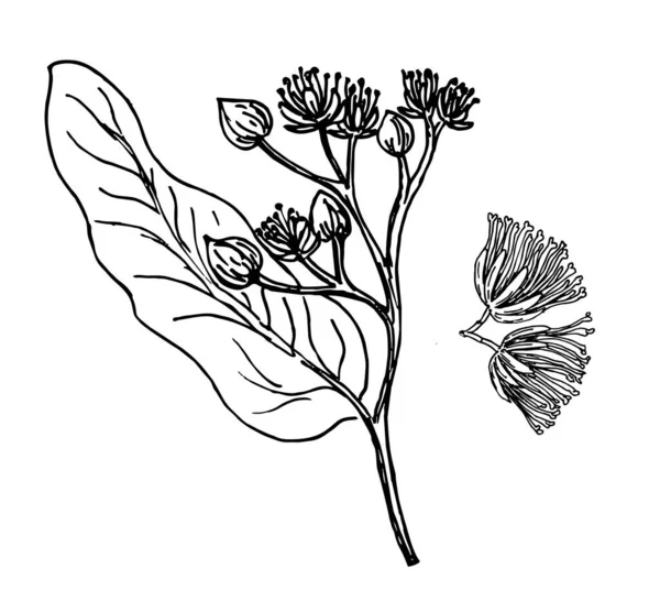 Skica vektor Linden Sprig. Lindenská větev s květinami. Květinový vinobraní ručně kreslený styl ilustrace. Medový květ kresba izolované na bílém pozadí — Stockový vektor