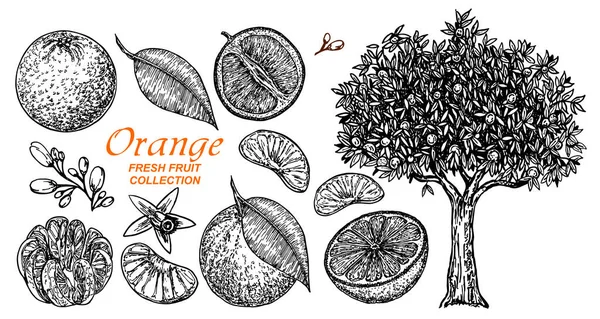 Vector set oranges hand drawn sketch. Hand drawn set of different kinds of citrus fruits. Food elements collection for design, Orange tree. Vector illustration. — Stock Vector