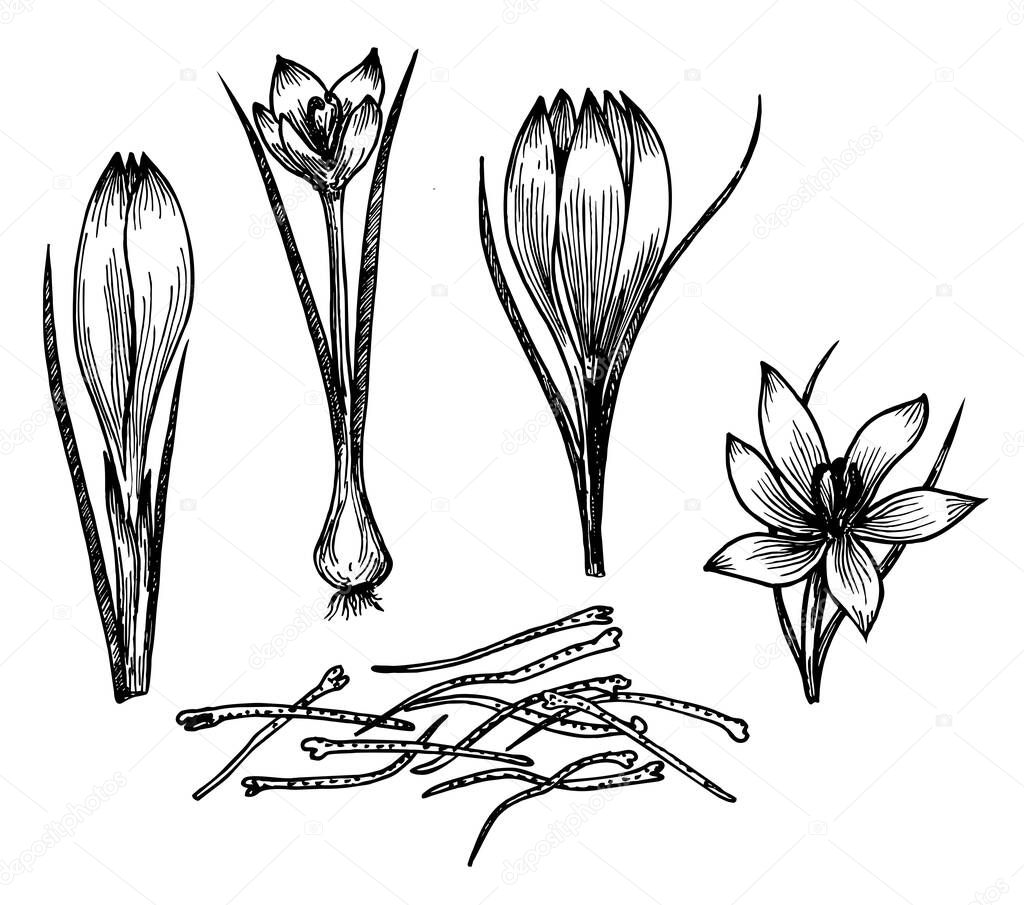 Saffron flower vector drawing. Saffron flower and saffron stamens. Hand drawn herb and food spice. Engraved vintage flavor. Great for packaging design, label, icon.