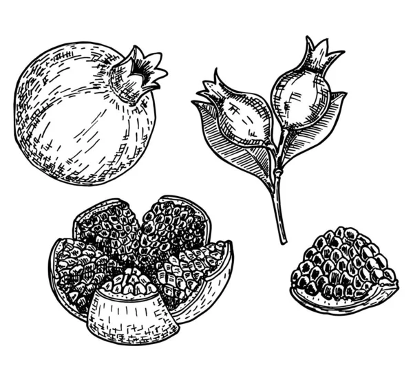 Dibujo ilustración de granada Punica granatum Set de granadas de estilo boceto dibujado a mano. Granadas con semillas y hojas. Ilustración vectorial estilo boceto. Vector alimenticio ecológico . — Archivo Imágenes Vectoriales