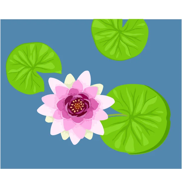 蓮の花や葉のベクトルフラットイラストを青の背景に。緑の葉のイラストにピンクの蓮。ロータストップビュー。化粧品、ヘルスケア、アーユルヴェーダ製品のために、ヨガセンター. — ストックベクタ