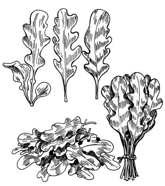 Elle çizilmiş roka yaprakları. Tek yaprak ve demet. Ayrıntılı vejetaryen yemek çizimi. Taze salata eko malzemesi. Vektör illüstrasyonu beyaz arkaplanda izole edildi.