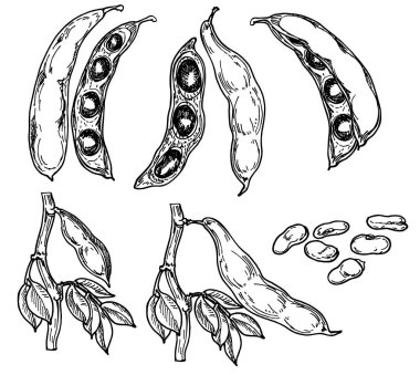 Detaylı el çizimi siyah-beyaz vektör çizimi. Fasulye, yaprak. Robot resim. Legume ekinleri. Fasulye kültürleri. Glütensiz yiyecek elementleri. Sebzeler - fasulye, tohum, oymalı kabuklar.