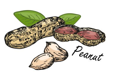 Fıstık seti. Fındık rengi çizimi. El çizimi vektör çizimi. Beyaz arka planda izole edilmiş. Retro biçimi.