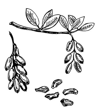 El yapımı barberry seti. Barberry 'nin çizimi. Tohumlu ve yapraklı böğürtlen. Çizim stili vektör çizimi. Organik gıda vektörü.