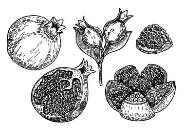 El çizimi çizimi, nar seti. Tohumlu ve yapraklı nar. Çizim stili vektör çizimi. Sulu doğal organik meyve. Yemek pişirme, kozmetik paket tasarımı, sağlık hizmetleri.