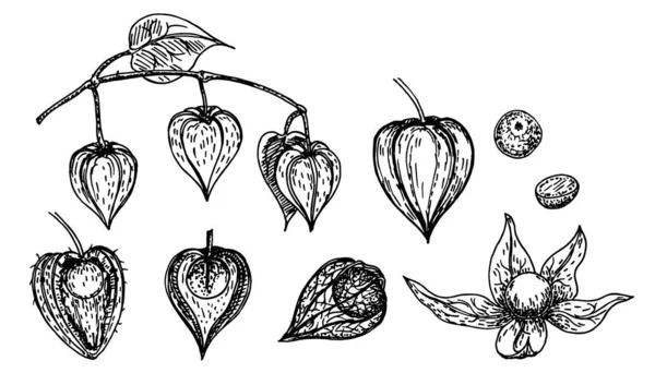 Dibujo dibujado a mano estilo physalis conjunto. Physalis con semillas y hojas. Ilustración vectorial estilo boceto. Comida ecológica. Para cocinar, diseño de paquetes cosméticos, atención médica . — Archivo Imágenes Vectoriales