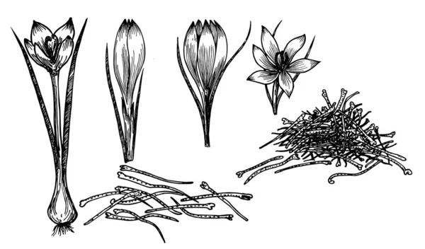 サフランのクロッカスの花のベクトルのスケッチを描く。手描きハーブや食品スパイス。ヴィンテージの味が刻まれています。クロッカス植物スケッチ。パッケージデザイン、ラベル、アイコンに最適. — ストックベクタ