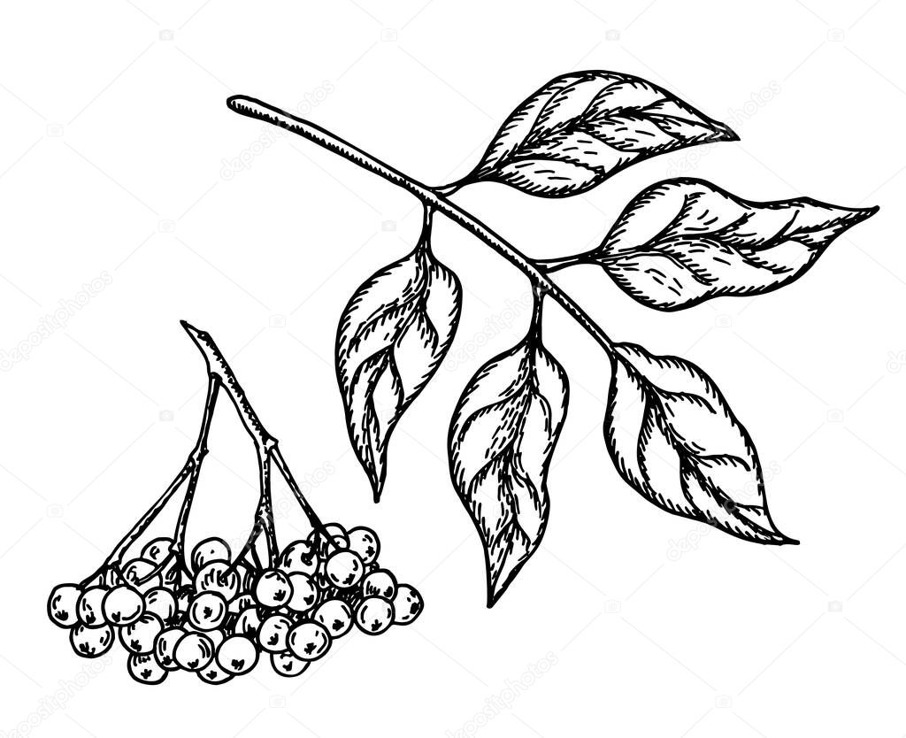 Black elderberry vector sketch. Hand drawn botanical branch with berries and leaves. Engraved illustration of herb. For tea, organic cosmetic, medicine, aromatherapy, botanical illustrations