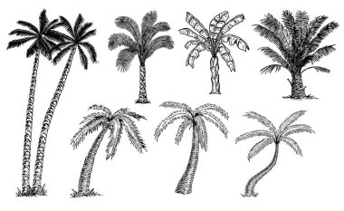 Palmiye ağaçları çizim yaptı. Farklı tipte palmiyeler. Muz palmiyesi, hindistan cevizi palmiyesi, hurma. Tropik ağaçlar.
