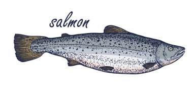 Somon renginin çizimi. Beyaz arka planda izole edilmiş balığın el çizimi vektör çizimi. Retro biçimi.