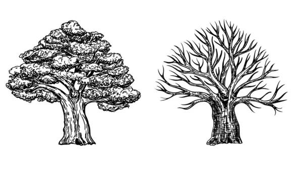 Quercia con foglie e quercia invernale senza foglie. Illustrazione disegnata a mano vettoriale di grande albero isolato su sfondo bianco. Corona di quercia in stile schizzo. — Vettoriale Stock