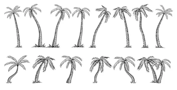 Coco de palmeira Cocos nucifera. Palmas grande set esboço no fundo branco — Vetor de Stock