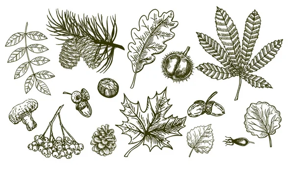 葉、果実、モミのコーン、キノコ、アコーン、ナッツで設定された秋のスケッチ。装飾のための森林植物要素。ヴィンテージ秋の季節の装飾。オーク、メープル、ローワン、栗の葉のドローイング. — ストックベクタ