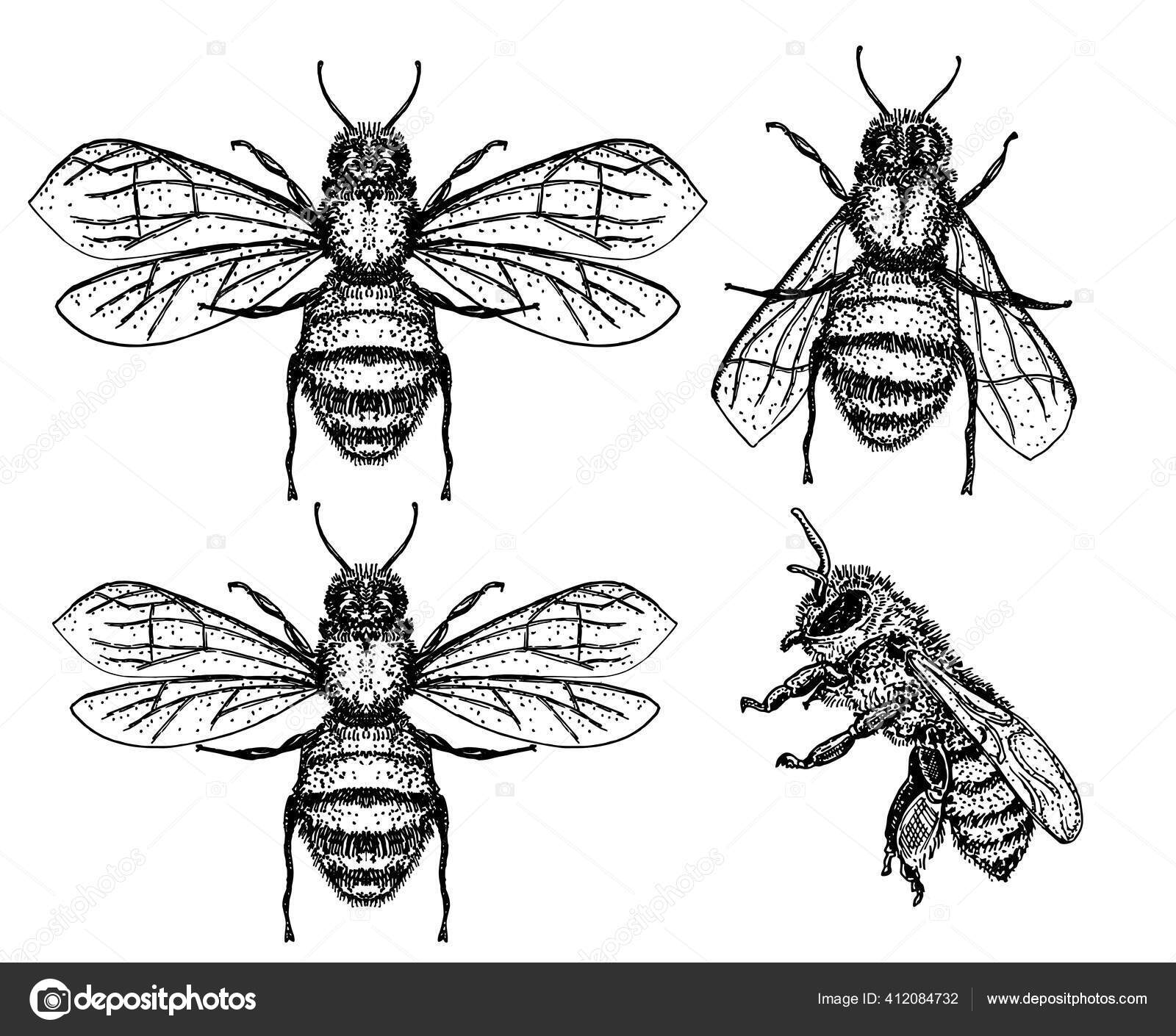 Desenho de abelha. Desenho vetorial vintage abelha mel. Desenho de inseto  isolado desenhado à mão. Ilustrações de estilo gravura. Vetor de stock de  ©luisvv 412084732, image size:1600x1410