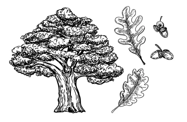 Dub, dubové větve s listy a žaludy, černý obrys na bílém pozadí. Botanický náčrtek dubu. Vektor — Stockový vektor